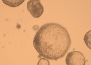 LOGRAN CLONAR POR PRIMERA VEZ EMBRIONES DE CEBRA