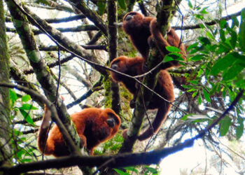 MUTACIONES DEL ADN DE LOS MONOS CARAYÁ ROJOS PODRÍAN HABERLOS SALVADO DE LA FIEBRE AMARILLA