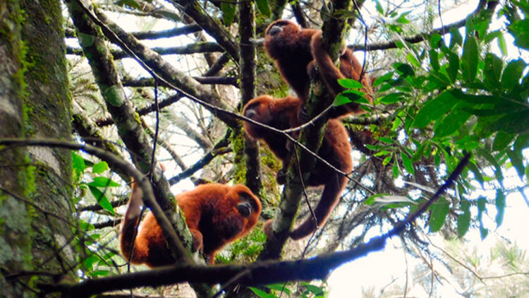 MUTACIONES DEL ADN DE LOS MONOS CARAYÁ ROJOS PODRÍAN HABERLOS SALVADO DE LA FIEBRE AMARILLA