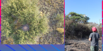 CONICET: EL USO DE DRONES PERMITE REDUCIR EL IMPACTO HUMANO EN EL MONITOREO DE NIDOS