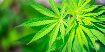 UNSL: PIONEROS EN EL DESARROLLO INTEGRAL DE CANNABIS