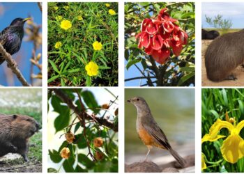 CONICET: ESPECIES INVASORAS: QUÉ SABEN LOS DOCENTES ARGENTINOS SOBRE LAS INVASIONES BIOLÓGICAS