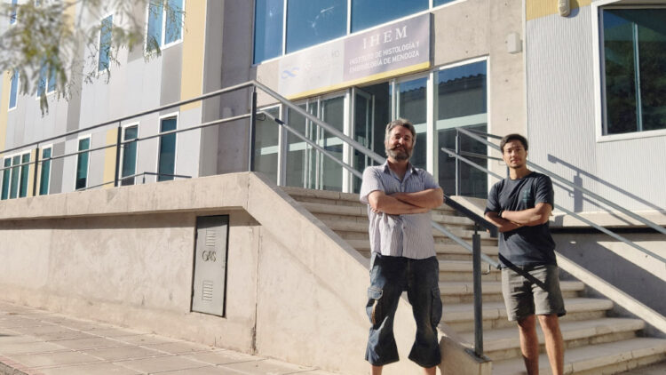 CONICET: DESCRIBEN EL FUNCIONAMIENTO DE UNA PROTEÍNA CLAVE PARA LA SINAPSIS NEURONAL