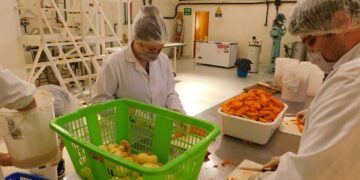 UNSL: PRODUCEN 300 KG DE GUISO VEGETAL DESHIDRATADO QUE SERÁ DONADO A UN COMEDOR