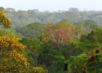 CONICET: EL CALOR Y LA SEQUÍA DISMINUYEN EL CRECIMIENTO DE LOS ÁRBOLES TROPICALES