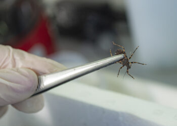 UN EQUIPO DEL CONICET DESCUBRIÓ NUEVOS GENES INVOLUCRADOS EN LA RESISTENCIA A INSECTICIDAS EN VINCHUCAS AUTÓCTONAS