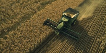 HITO: ESTADOS UNIDOS APROBÓ EL CULTIVO DEL TRIGO TOLERANTE A LA SEQUÍA DESARROLLADO POR ESPECIALISTAS DEL CONICET