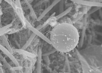 INSCRIBEN A WORKSHOP EN MICROSCOPÍA Y BIOFOTÓNICA