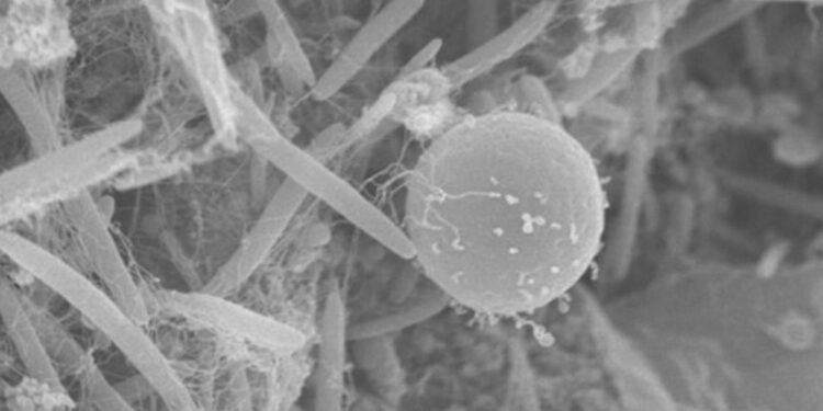 INSCRIBEN A WORKSHOP EN MICROSCOPÍA Y BIOFOTÓNICA