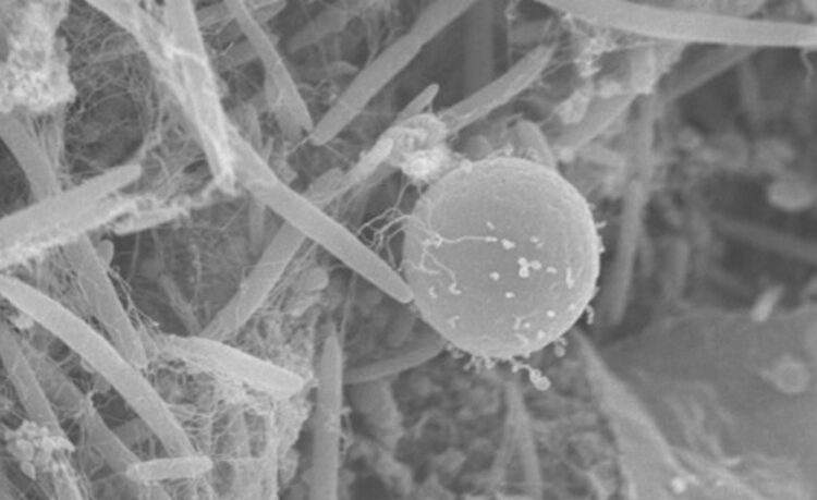 INSCRIBEN A WORKSHOP EN MICROSCOPÍA Y BIOFOTÓNICA