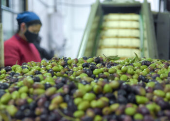 APOYO DE LA UNCUYO A SIETE PYMES MENDOCINAS PARA LLEVAR VINO Y ACEITE DE OLIVA AL MUNDO