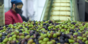 APOYO DE LA UNCUYO A SIETE PYMES MENDOCINAS PARA LLEVAR VINO Y ACEITE DE OLIVA AL MUNDO