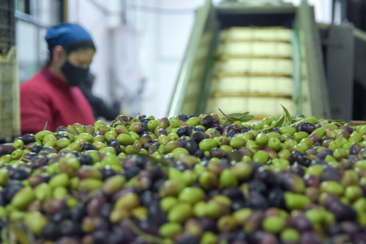 APOYO DE LA UNCUYO A SIETE PYMES MENDOCINAS PARA LLEVAR VINO Y ACEITE DE OLIVA AL MUNDO